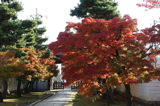 京都_紅葉情報_2019_11　妙顕寺　No16