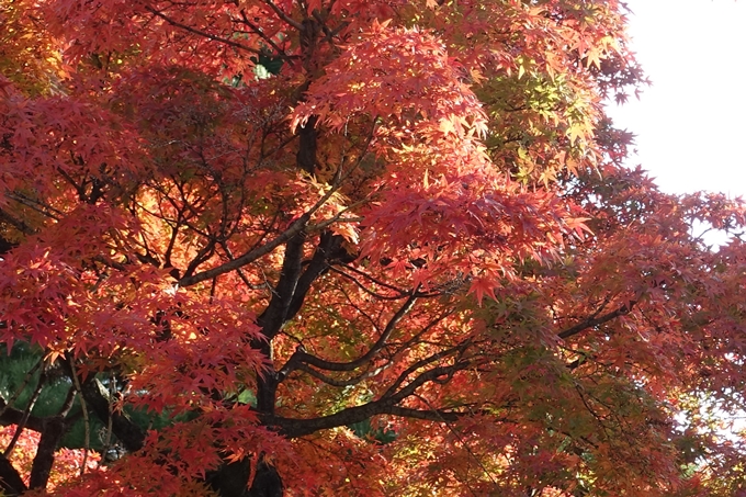 京都_紅葉情報_2019_11　妙顕寺　No17