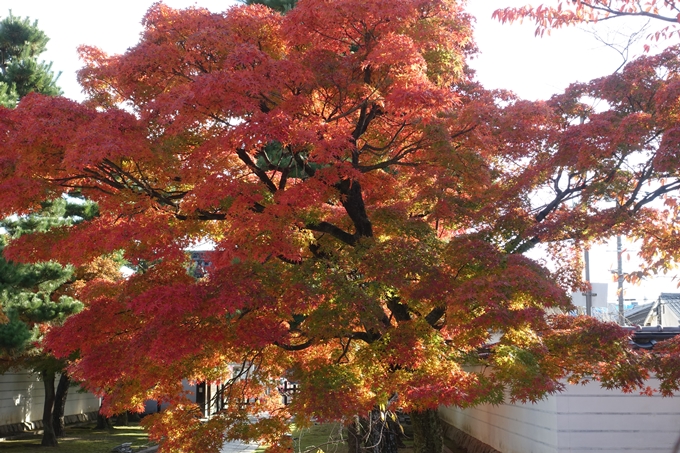 京都_紅葉情報_2019_11　妙顕寺　No18