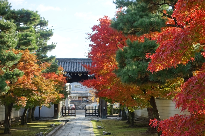 京都_紅葉情報_2019_11　妙顕寺　No19