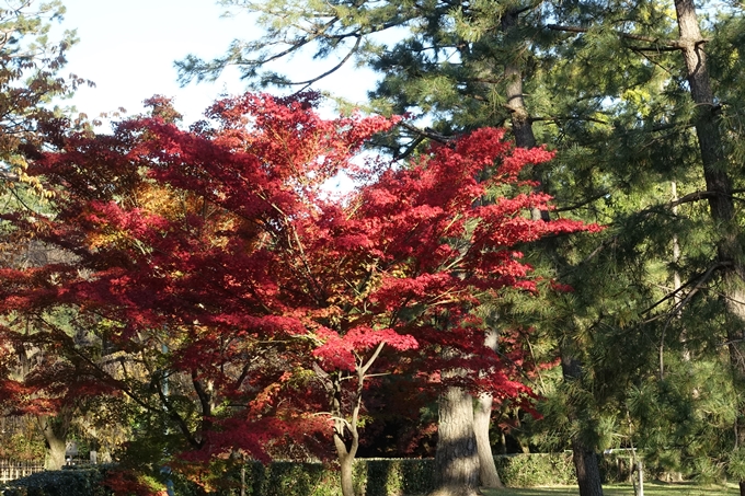 京都_紅葉情報_2019_12　京都御苑　No3