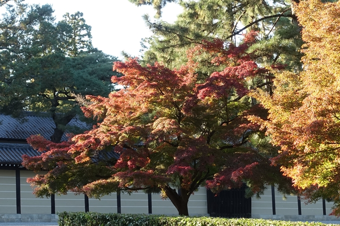 京都_紅葉情報_2019_12　京都御苑　No7