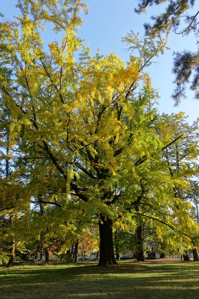 京都_紅葉情報_2019_12　京都御苑　No8