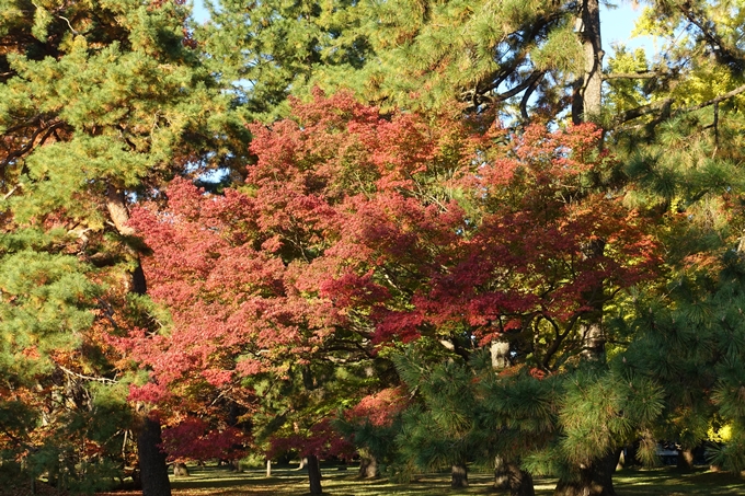 京都_紅葉情報_2019_12　京都御苑　No10