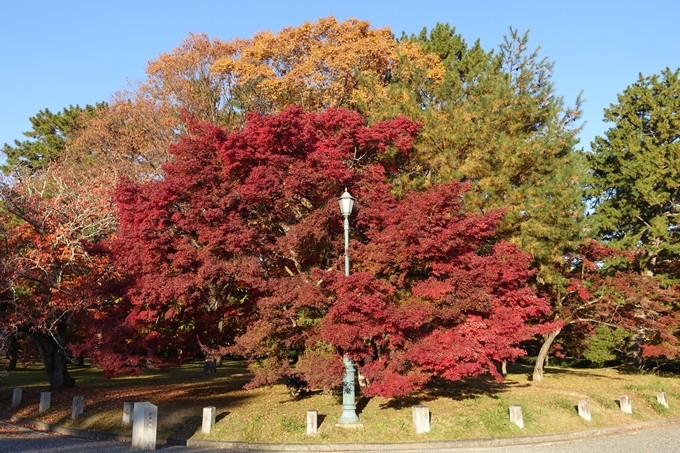 京都_紅葉情報_2019_12　京都御苑　No11