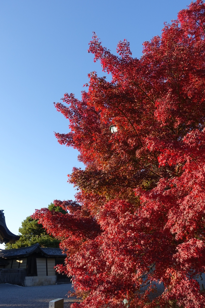 京都_紅葉情報_2019_12　京都御苑　No12