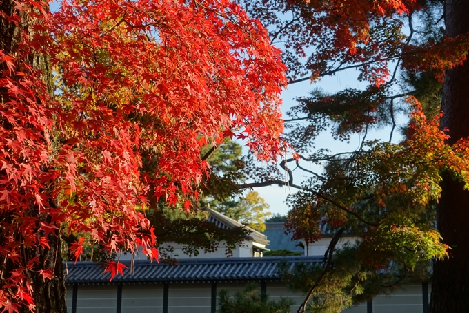 京都_紅葉情報_2019_12　京都御苑　No14