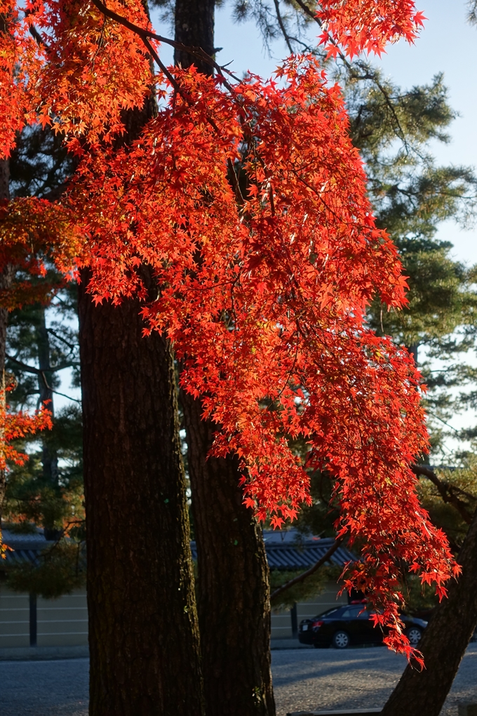 京都_紅葉情報_2019_12　京都御苑　No15