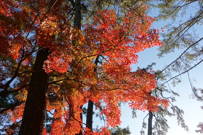 京都_紅葉情報_2019_12　京都御苑　No16