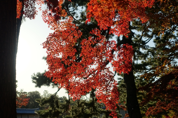 京都_紅葉情報_2019_12　京都御苑　No17