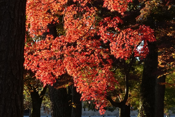 京都_紅葉情報_2019_12　京都御苑　No18