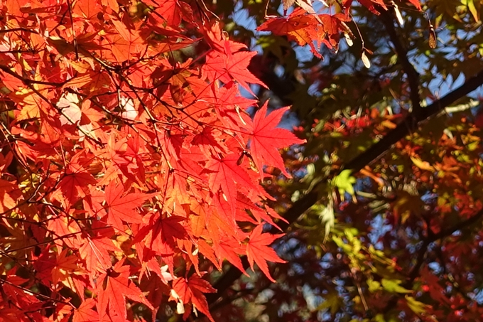 京都_紅葉情報_2019_12　京都御苑　No19