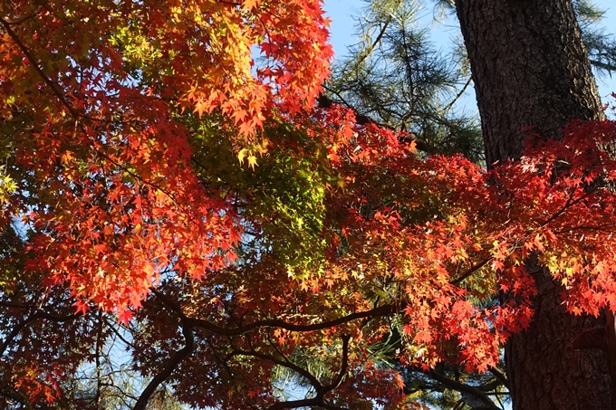 京都_紅葉情報_2019_12　京都御苑　No20