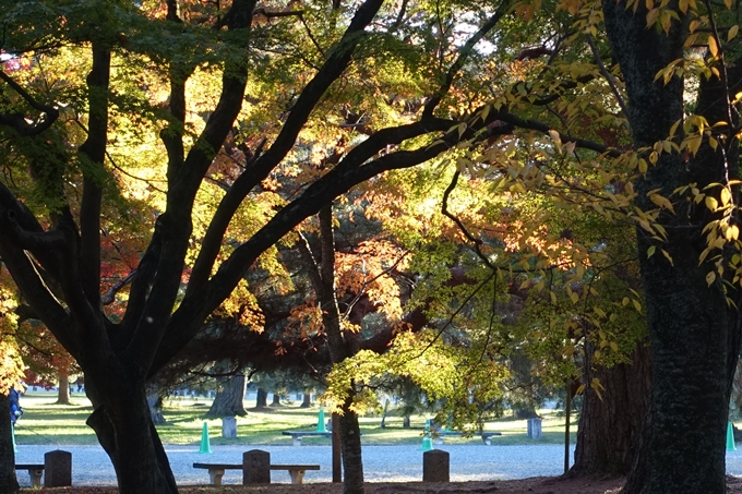 京都_紅葉情報_2019_12　京都御苑　No22