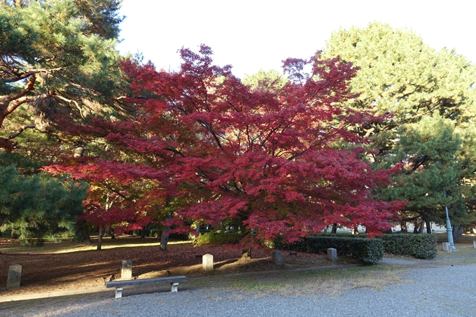 京都_紅葉情報_2019_12　京都御苑　No23