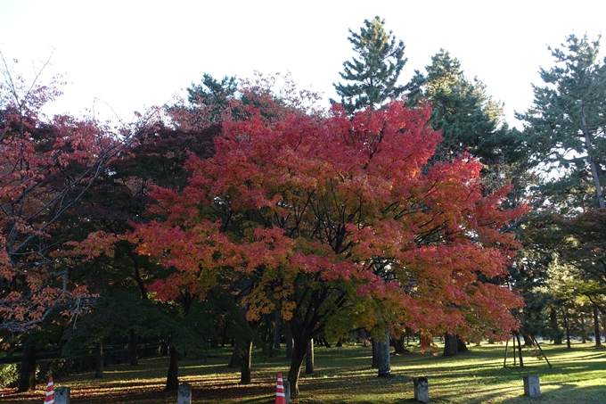 京都_紅葉情報_2019_12　京都御苑　No24