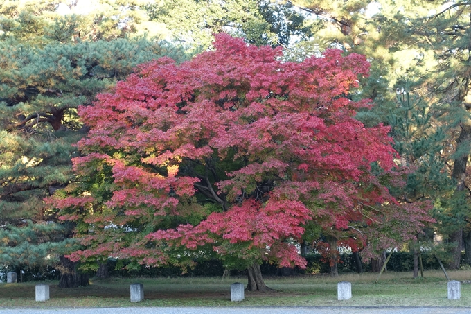 京都_紅葉情報_2019_12　京都御苑　No25