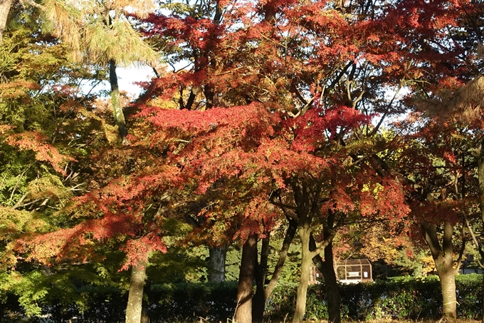 京都_紅葉情報_2019_12　京都御苑　No26