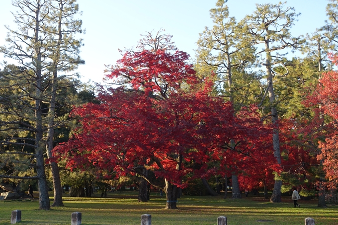 京都_紅葉情報_2019_12　京都御苑　No27