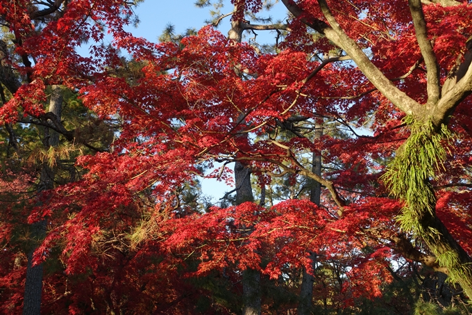 京都_紅葉情報_2019_12　京都御苑　No28