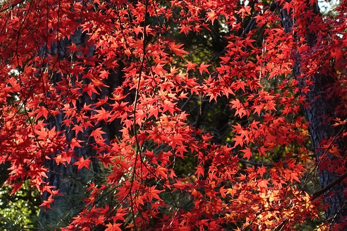 京都_紅葉情報_2019_12　京都御苑　No29