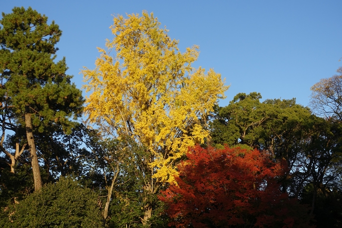 京都_紅葉情報_2019_12　京都御苑　No35