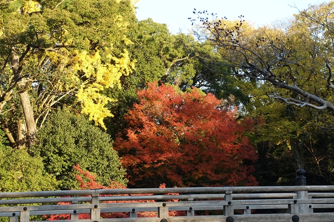 京都_紅葉情報_2019_12　京都御苑　No36