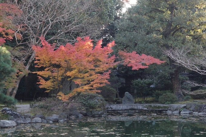 京都_紅葉情報_2019_12　京都御苑　No37