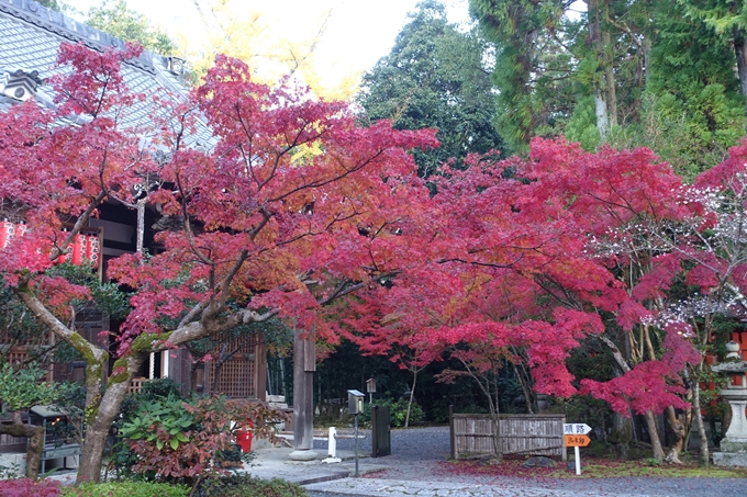 京都_紅葉情報_2019_13　赤山禅院　No10