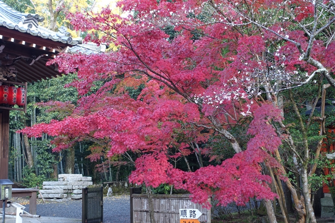 京都_紅葉情報_2019_13　赤山禅院　No11