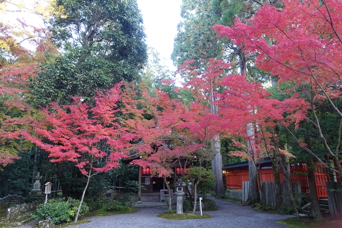 京都_紅葉情報_2019_13　赤山禅院　No12