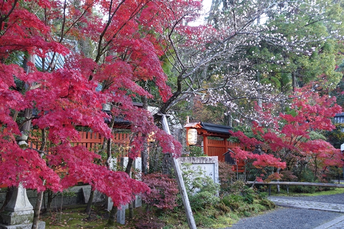 京都_紅葉情報_2019_13　赤山禅院　No14