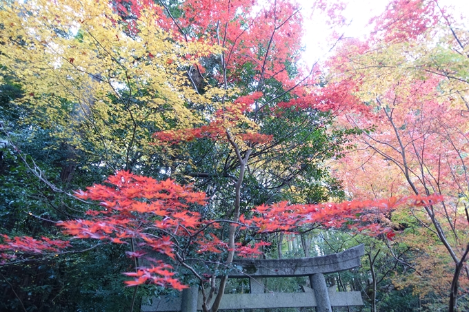 京都_紅葉情報_2019_13　赤山禅院　No16