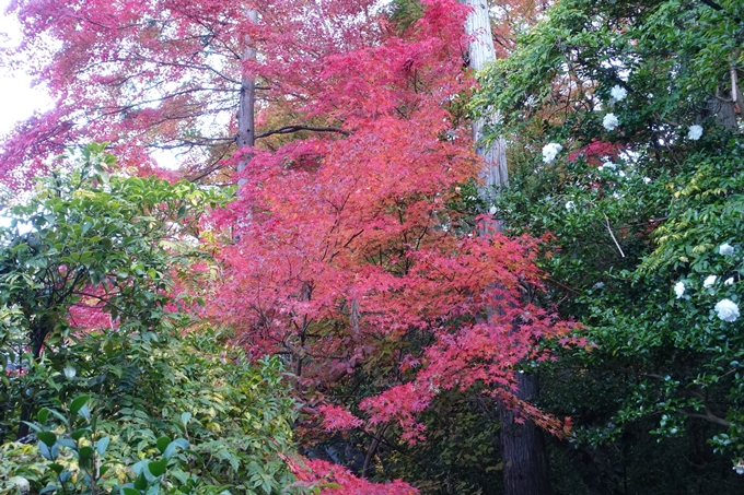 京都_紅葉情報_2019_13　赤山禅院　No17