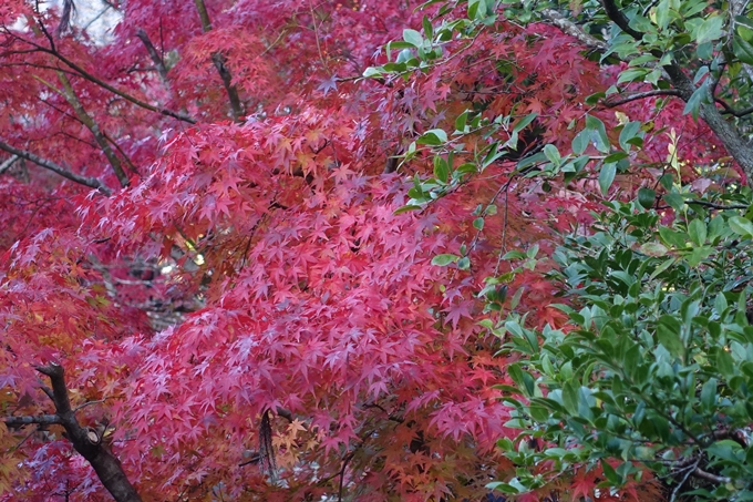 京都_紅葉情報_2019_13　赤山禅院　No19