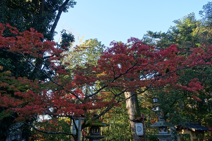 京都_紅葉情報_2019_13　赤山禅院　No22