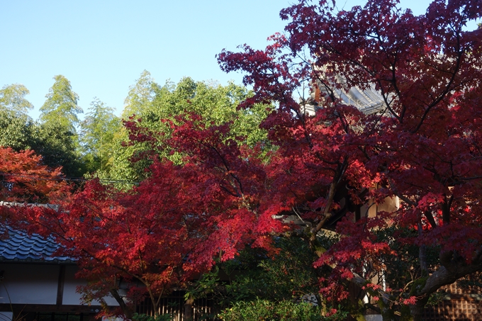 京都_紅葉情報_2019_13　赤山禅院　No23