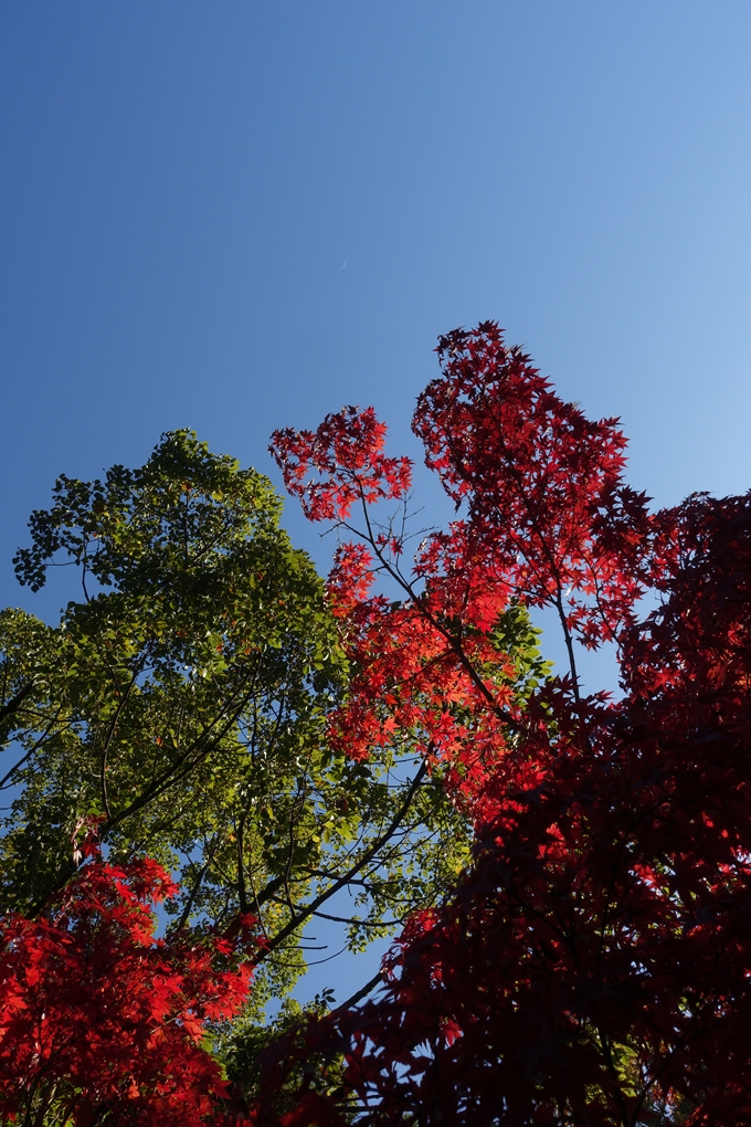 京都_紅葉情報_2019_13　赤山禅院　No24