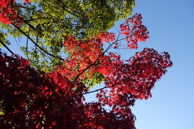 京都_紅葉情報_2019_13　赤山禅院　No25