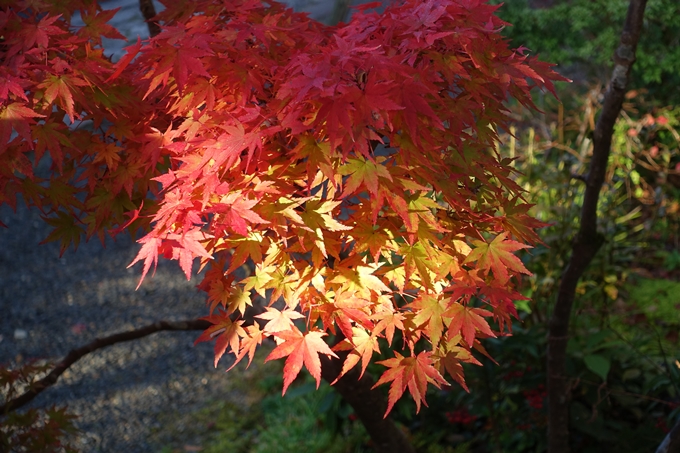 京都_紅葉情報_2019_13　赤山禅院　No26