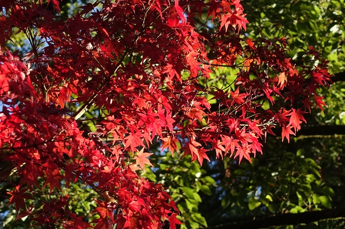 京都_紅葉情報_2019_13　赤山禅院　No27