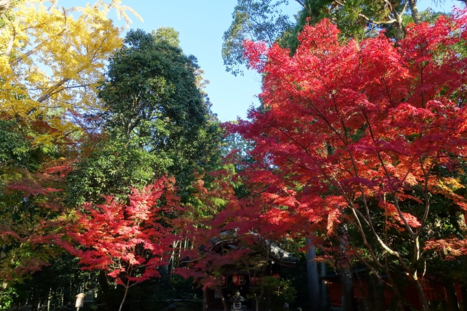 京都_紅葉情報_2019_13　赤山禅院　No28