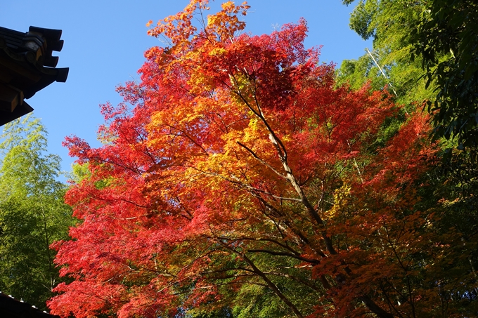 京都_紅葉情報_2019_13　赤山禅院　No29