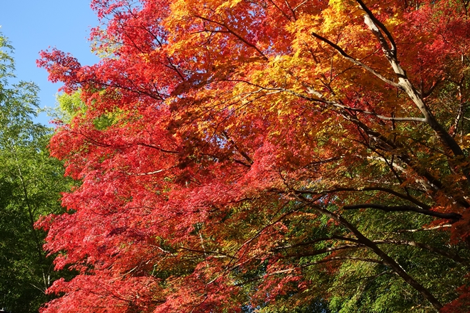 京都_紅葉情報_2019_13　赤山禅院　No30