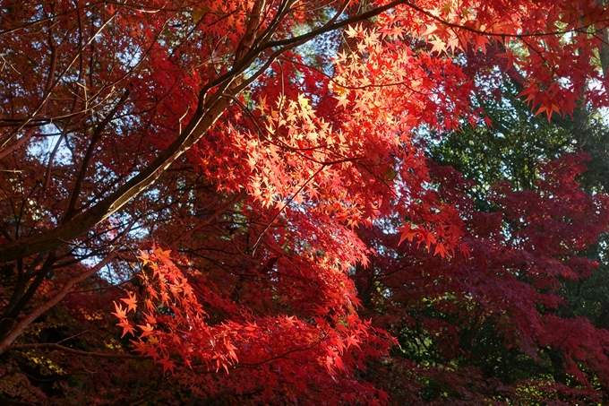 京都_紅葉情報_2019_13　赤山禅院　No31