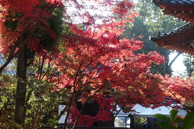 京都_紅葉情報_2019_13　赤山禅院　No32