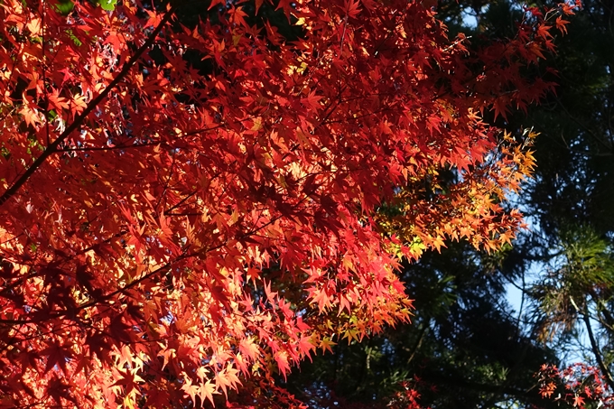 京都_紅葉情報_2019_13　赤山禅院　No33