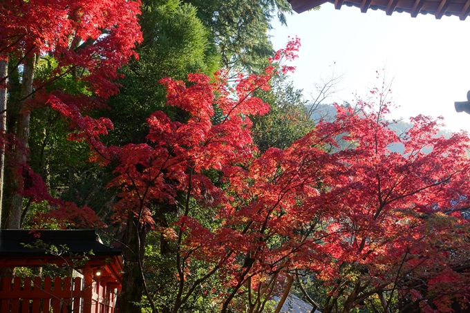 京都_紅葉情報_2019_13　赤山禅院　No34