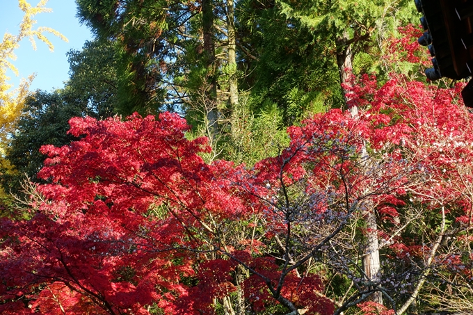 京都_紅葉情報_2019_13　赤山禅院　No36