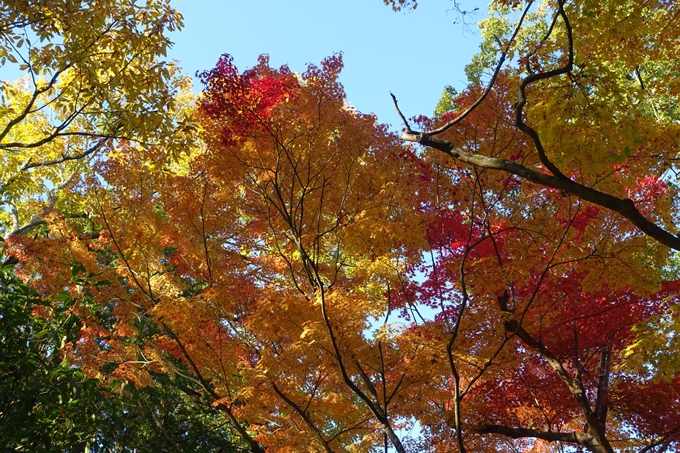 京都_紅葉情報_2019_13　赤山禅院　No39